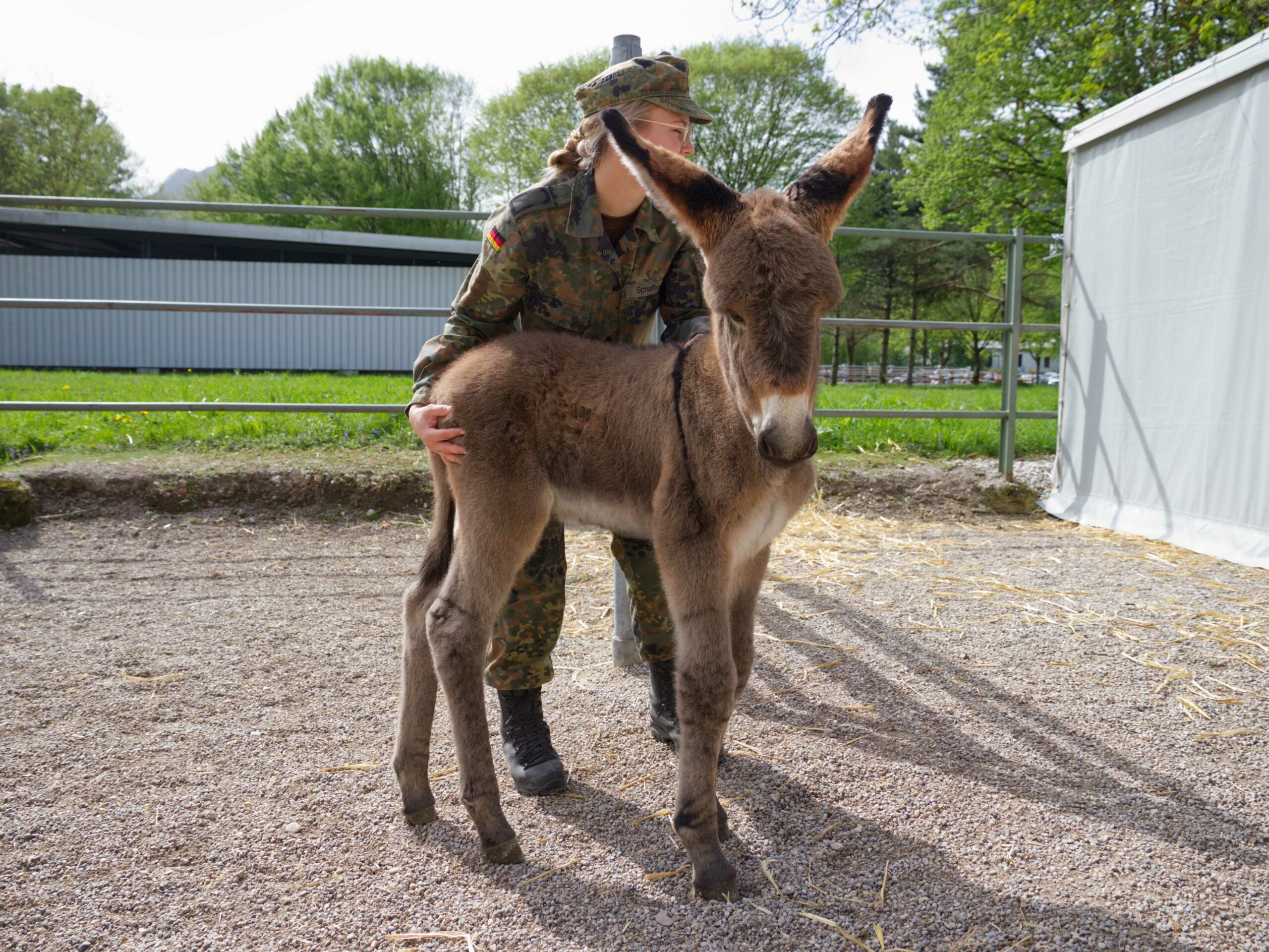 Die Soldatinnen und Soldaten des Einsatz- und Ausbildungszentrums für Tragtierwesen 230 sind nicht nur ausgebildete Gebirgsjäger, sondern auch besonders im Umgang mit Tragtieren geschult.